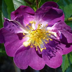 Rosa Veilchenblau